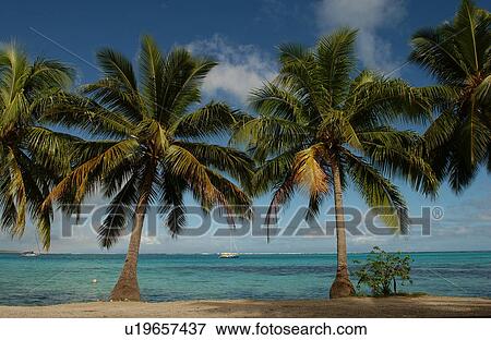Stock Photo - Palm trees on a beach, Moorea, Tahiti, French Polynesia, South Pacific. Fotosearch