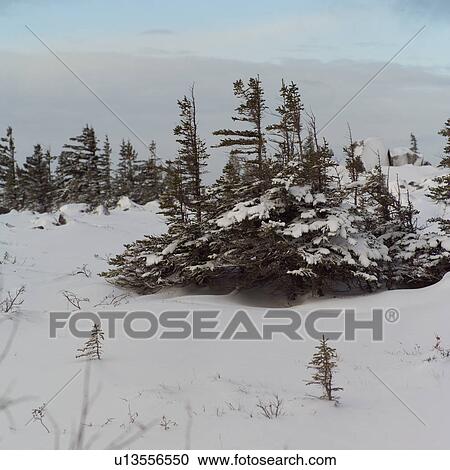 Stock Image - Churchill Northern Manitoba Canada Tundra Landscape. Fotosearch