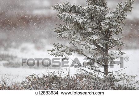 Snow covered tree in Churchill Manitoba Canada North View Large Photo Image Picture - Snow covered tree in Churchill Manitoba Canada North. Fotosearch