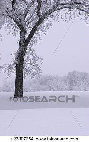 Winnipeg Manitoba, Canada Winter Scenes View Large Photo Image Picture - Winnipeg Manitoba, Canada Winter Scenes. Fotosearch