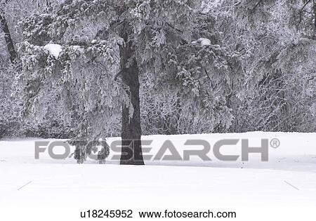Winnipeg Manitoba, Canada Winter Scenes View Large Photo Image Stock Image - Winnipeg Manitoba, Canada Winter Scenes. Fotosearch