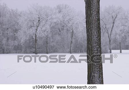Winnipeg Manitoba, Canada Winter Scenes View Large Photo Image Stock Photo - Winnipeg Manitoba, Canada Winter Scenes. Fotosearch