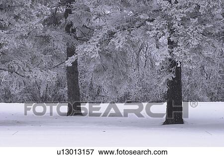 Winnipeg Manitoba, Canada Winter Scenes View Large Photo Image Stock Photo - Winnipeg Manitoba, Canada Winter Scenes. Fotosearch