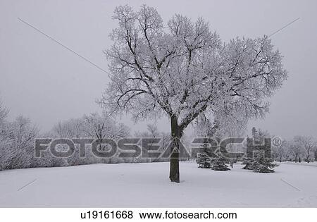 Winnipeg Manitoba, Canada Winter Scenes View Large Photo Image Stock Photo - Winnipeg Manitoba, Canada Winter Scenes. Fotosearch