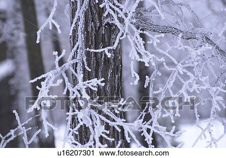 winter in Manitoba, prairie scene View Large Photo Image Stock Image - winter in Manitoba, prairie scene. Fotosearch