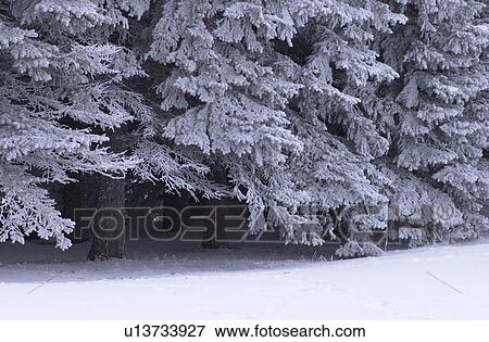 Stock Photo - winter in Manitoba, prairie scene. Fotosearch