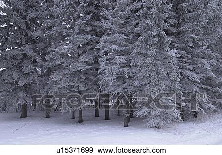 winter in Manitoba, prairie scene View Large Photo Image Stock Photo - winter in Manitoba, prairie scene. Fotosearch