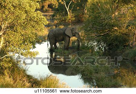 Stock Image - African Elephant. Fotosearch