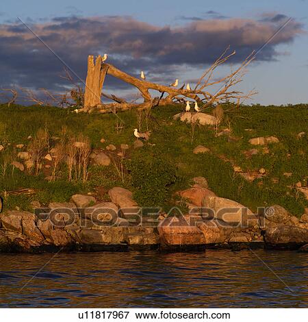 Birds perched on rocks and trees at Lake of the woods, Ontario, Canada View Large Photo Image Stock Photo - Birds perched on rocks and trees at Lake of the woods, Ontario, Canada. Fotosearch