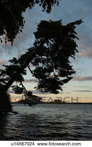 Branches of a tree leaning over Lake of the woods, Ontario, Canada View Large Photo Image Picture - Branches of a tree leaning over Lake of the woods, Ontario, Canada. Fotosearch