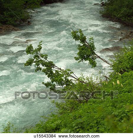 Picture - Forest at edge of Kinney Lake, Mt. Robson Provincial Park, Canada. Fotosearch