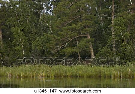 Stock Photo - Lake Photography - Shoreline at Lake. Fotosearch