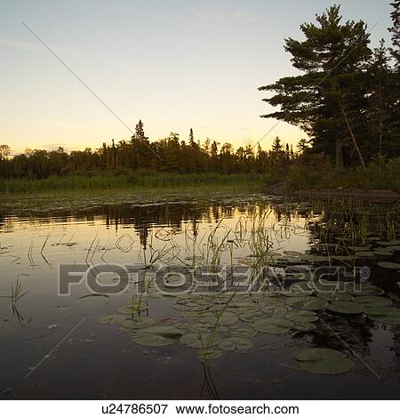 Lily pads growing in Lake of the woods, Ontario, Canada View Large Photo Image Stock Photo - Lily pads growing in Lake of the woods, Ontario, Canada. Fotosearch