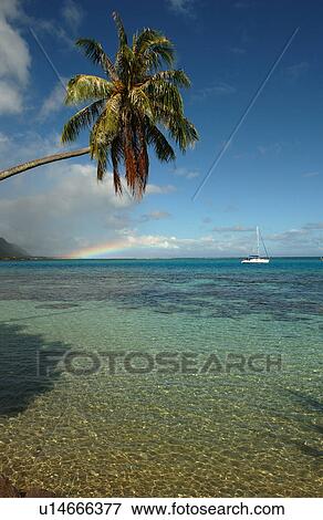 Overhanging palm tree on a beach Moorea View Large Photo Image Stock Photo - Overhanging palm tree on a beach Moorea. Fotosearch