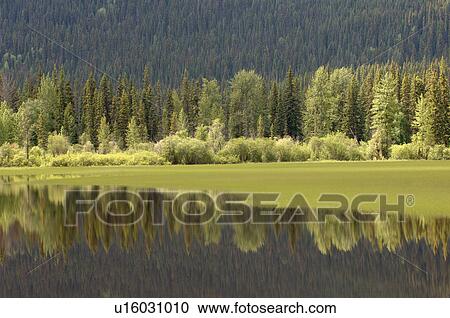 Reflection in Lake Robson Provincial Park Canada View Large Photo Image Stock Image - Reflection in Lake Robson Provincial Park Canada. Fotosearch