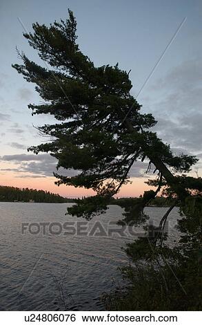 Stock Photograph - Silhouette of a tree by Lake of the woods, Ontario, Canada. Fotosearch