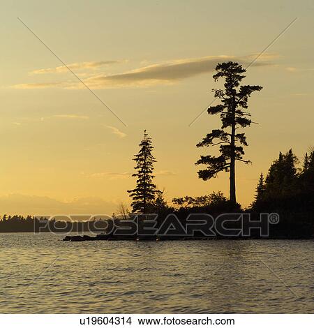Picture - Silhouette of trees by Lake of the woods, Ontario, Canada. Fotosearch
