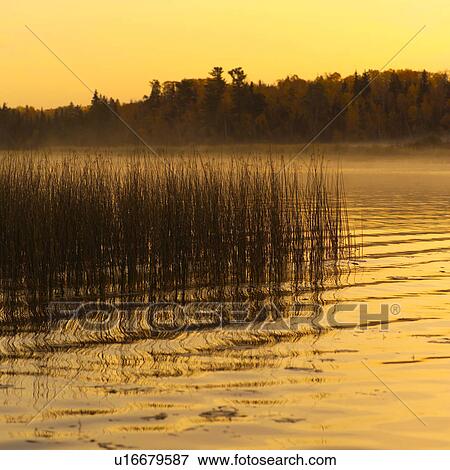 Tall Grass at Dusk View Large Photo Image Stock Photo - Tall Grass at Dusk. Fotosearch