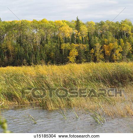 Tall Grass in Marsh View Large Photo Image Picture - Tall Grass in Marsh. Fotosearch