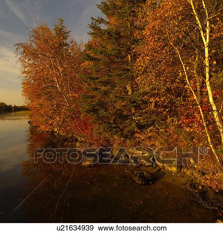 Stock Photo - Trees at Lake in Autumn. Fotosearch