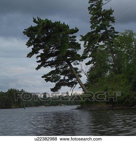 Trees leaning over at Lake of the woods, Ontario, Canada View Large Photo Image Stock Photo - Trees leaning over at Lake of the woods, Ontario, Canada. Fotosearch