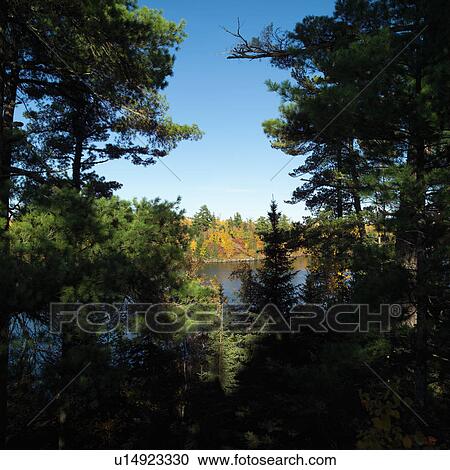 View of Lake through Forest View Large Photo Image Stock Image - View of Lake through Forest. Fotosearch