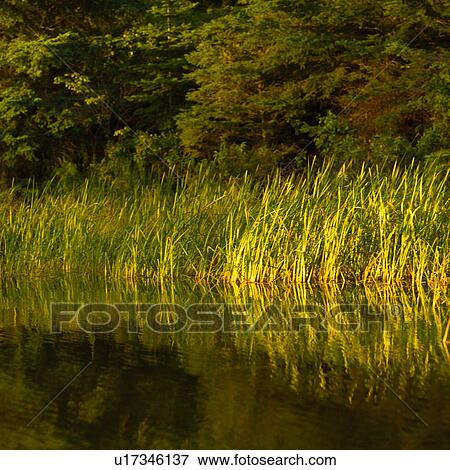 Weeds growing on a Lake of the woods, Ontario, Canada View Large Photo Image Stock Photo - Weeds growing on a Lake of the woods, Ontario, Canada. Fotosearch