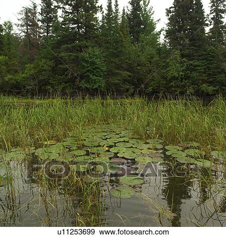 Wild plant growth in Lake of the woods, Ontario, Canada View Large Photo Image Stock Photo - Wild plant growth in Lake of the woods, Ontario, Canada. Fotosearch