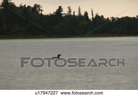 Stock Photo - Aquatic bird swimming in a Lake of the woods, Ontario, Canada. Fotosearch