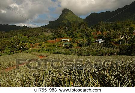 Stock Image - Fields and houses at the base of a hill, Moorea, Tahiti, French Polynesia, South Pacific. Fotosearch