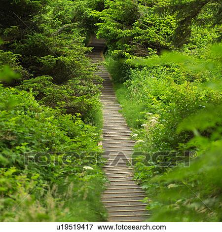 Stock Photo - Path of stairs in forest, Pacific Rim Park, Vancouver Island, Canada. Fotosearch