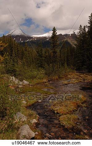 Stock Photo - Stream of water in forest. Fotosearch