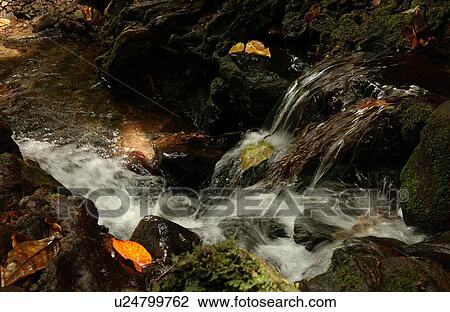 Stock Image - Water gushing over a stony trail in a forest. Fotosearch