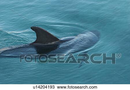 Stock Image - A reef shark with its tailfin outside the water. Fotosearch