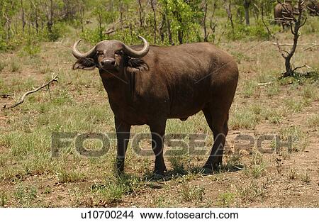 Picture - African Buffalo. Fotosearch
