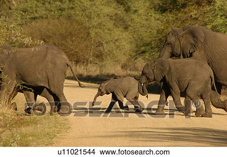 African Elephant View Large Photo Image Picture - African Elephant. Fotosearch