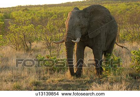 Picture - African Elephant. Fotosearch