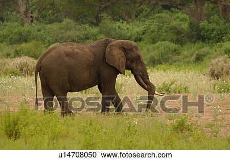 Stock Image - African Elephant. Fotosearch