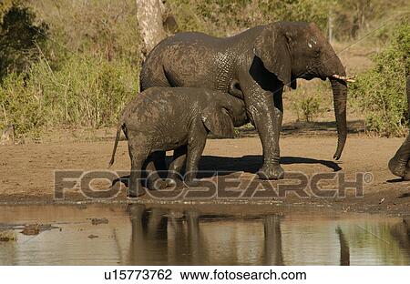 African Elephant View Large Photo Image Stock Image - African Elephant. Fotosearch