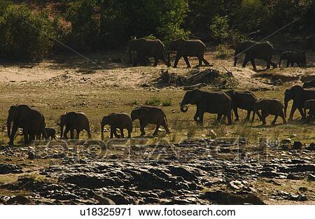 Stock Image - African Elephant. Fotosearch