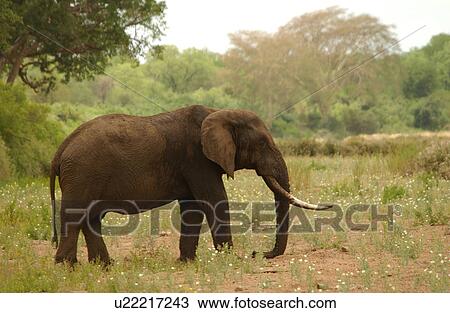 African Elephant View Large Photo Image Stock Image - African Elephant. Fotosearch