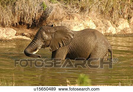 African Elephant View Large Photo Image Stock Photo - African Elephant. Fotosearch