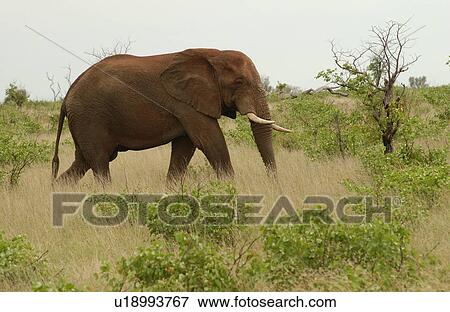Stock Photo - African Elephant. Fotosearch