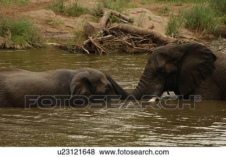 African Elephant View Large Photo Image Stock Photo - African Elephant. Fotosearch