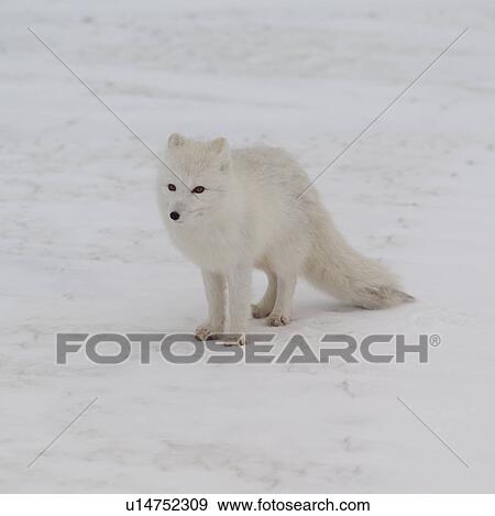 Arctic Fox View Large Photo Image Stock Photo - Arctic Fox. Fotosearch