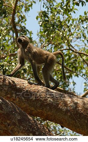 Picture - Baboons. Fotosearch