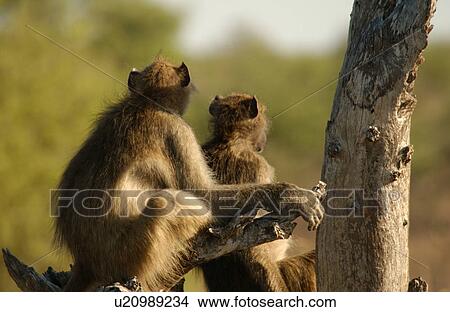 Picture - Baboons. Fotosearch