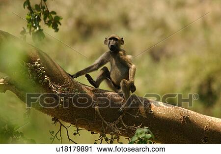 Stock Image - Baboons. Fotosearch