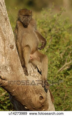Baboons View Large Photo Image Stock Photo - Baboons. Fotosearch