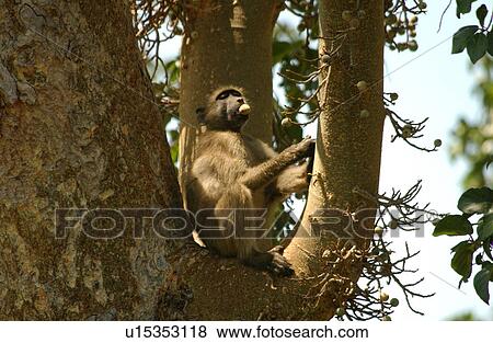Baboons View Large Photo Image Stock Photo - Baboons. Fotosearch